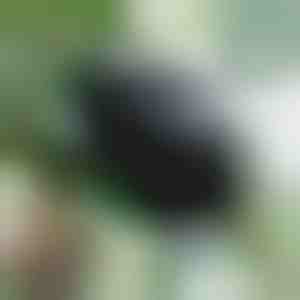 Sveikų šaknų dauginimo dėžutė (5 vienetai) | ROOTY